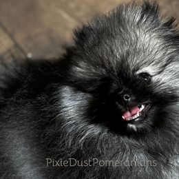 Pomeranians from Sunshines Pomeranians