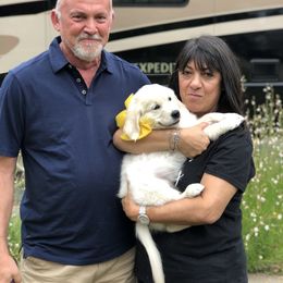 Golden Retriever Puppies from Dry Canyon Goldens