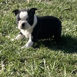 Gladys - Black brindle and white female Boston Terrier puppy in Fillmore, Illinois from Wind Hill Puppies