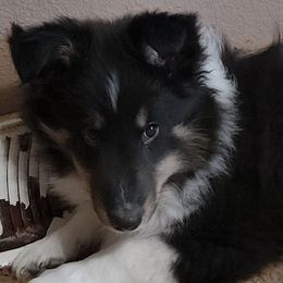 Shetland Sheepdogs from Stafford Shelties