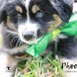 Australian Shepherd, Miniature American Shepherd, Miniature Australian Shepherd, and Toy Australian Shepherd Puppies from TK Standard, Mini, & Toy Aussies