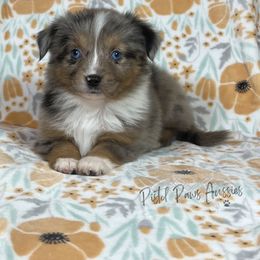 Miniature Australian Shepherd and Toy Australian Shepherd Puppies from Pistol Paws Aussies