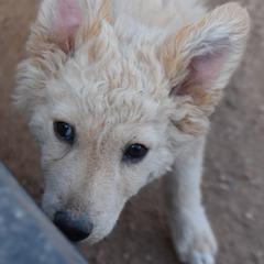 Soltero - Yellow male Mudi puppy in Benson, Arizona from Twisted Acres Border Collies and Mudi