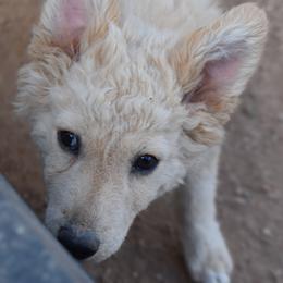 Soltero - Yellow male Mudi puppy in Benson, Arizona from Twisted Acres Border Collies and Mudi