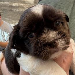 Reed - Sable and white male Shih Tzu puppy in Osseo, Michigan from Paws in the Country