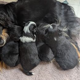 Toy Australian Shepherd puppies from Our Family Toy Aussies of Michigan