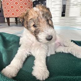 Wire Fox Terrier Puppies from Rick Cavanaugh