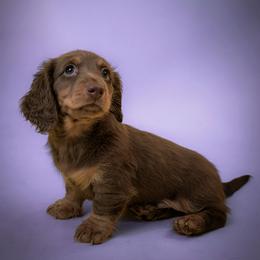 Skipper - Chocolate and tan male Dachshund puppy in Hialeah, Florida from Slinky Doxie 305