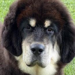 Tibetan Mastiffs from Stone Tibetan Mastiffs