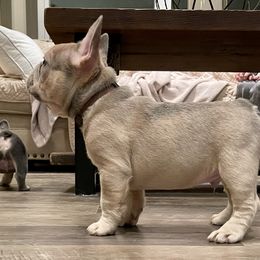 French Bulldog Puppies from Cuddlebug Frenchies
