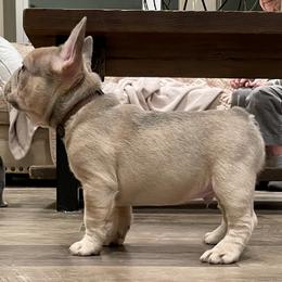 French Bulldog Puppies from Cuddlebug Frenchies