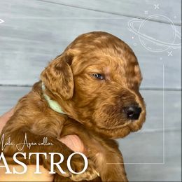 Goldendoodle Puppies from Goldie's Doodles