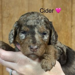 Cider - Brown merle female Aussiedoodle puppy in Greensburg, Kentucky from Doodle Me Crazy