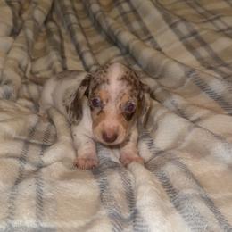 Dapple pie female - Dapple female Dachshund puppy in Woodward, Oklahoma from Wiener Dreams Dachshunds