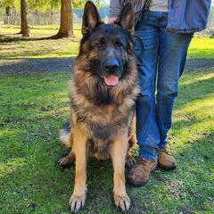 Enzo - German Shepherd