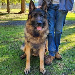 Enzo - German Shepherd