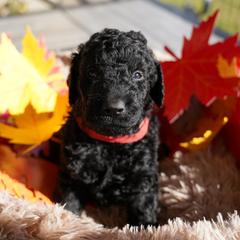 Curly-Coated Retriever Puppies from CHAPARRAL CURLY RETRIEVERS