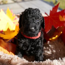 Curly-Coated Retriever Puppies from CHAPARRAL CURLY RETRIEVERS