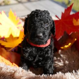 Curly-Coated Retriever Puppies from CHAPARRAL CURLY RETRIEVERS