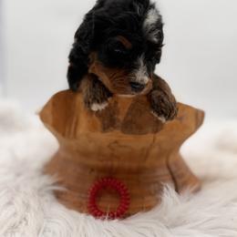 Reef Donkey - Tri-color male Bernedoodle puppy in Ocala, Florida from Bernedoodles of Florida