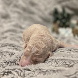 9to5 - Cream female Assorted Doodle Crosses puppy in Long Beach, Mississippi from Chris' Assorted Doodle Crosses