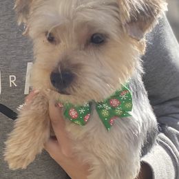 Coco - Yorkshire Terrier