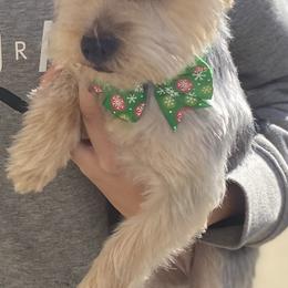 Coco - Yorkshire Terrier