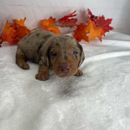 Cam - Dapple male Dachshund puppy in Norwood, Missouri from A&J Weenies