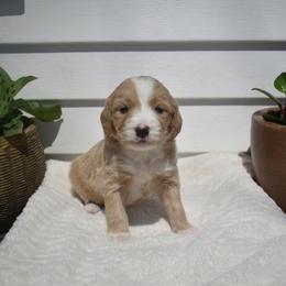 Female 4 - Red  female Goldendoodle puppy in Angola, Indiana from Classic City Doodles
