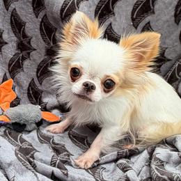 Quinn AKC SPAYED - Fawn and white female Chihuahua puppy in Williamsburg, Virginia from PAWSitive Cheeky Chihuahua LLC