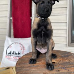 Belgian Malinois Puppies from Red Acres Working Line K9s
