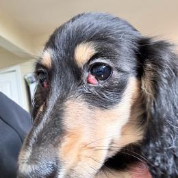 Tori - Black and cream female Dachshund puppy in Grand Blanc, Michigan from KaMilira Shore Dachshunds