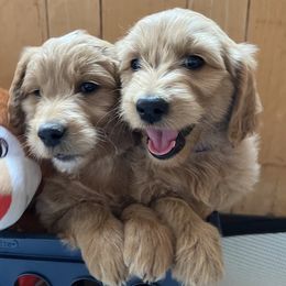 Golden Retrievers from Snowy Goldens LLC