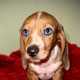 Dachshunds and Pomeranians from Thea's Puppies