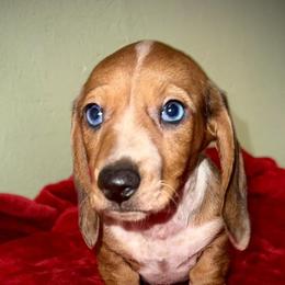 Dachshunds and Pomeranians from Thea's Puppies