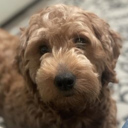 Dixie - Goldendoodle