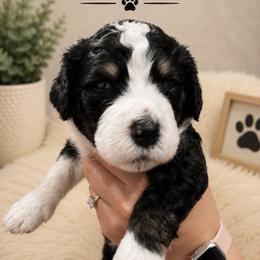 Truman - Tri-color male Bernedoodle puppy in Center Line, Michigan from Mitten Made Bernedoodles