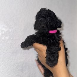 Poodle and Yorkshire Terrier Puppies from Cotton Furbabies