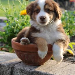 Miniature Australian Shepherd Puppies from Alexander Canines