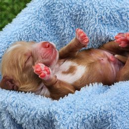 Easton - Red male Cockapoo puppy in Louisburg, North Carolina from Raven Oak's Mini Cockapoos