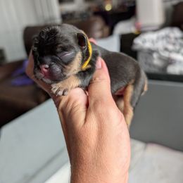 Topaz - Black and tan female French Bulldog puppy in Springfield, Illinois from Paws n Claws Frenchies