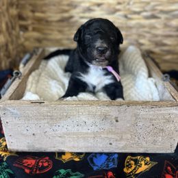 Hermione Granger - Black female Bordoodle puppy in Valley Center, California from Circle R Valley Farms