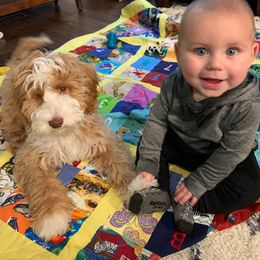 Australian Labradoodle Puppies from Majestic Labradoodles
