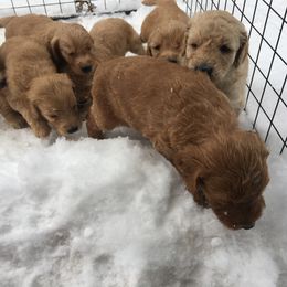 Goldendoodle Puppies from Brashears Livestock and Dogs