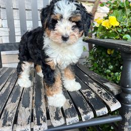 Ashley - Tri-color female Bernedoodle puppy in Holtwood, Pennsylvania from Country Ridge Puppies