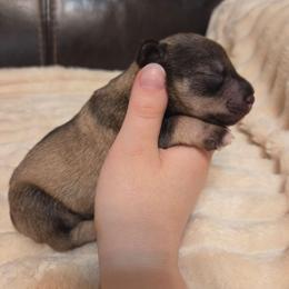 Apollo - Liver male Miniature Schnauzer puppy in Graham, Washington from Olivia's Miniature Schnauzer's