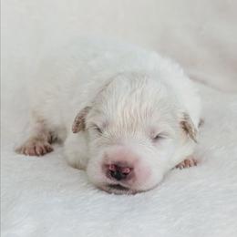 Yellow - White female Great Pyrenees puppy in Yakima, Washington from Naches Heights Ranch