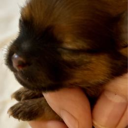 Rum Raisen - Red sable female Pomeranian puppy in Palatka, Florida from Sugarland Pomeranians