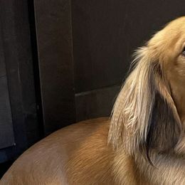 Dachshunds from Longbottom Farms