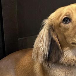 Dachshunds from Longbottom Farms